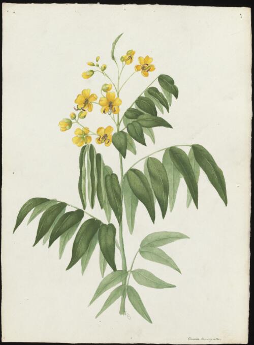 Cassia laevigata [picture] / A. Forster