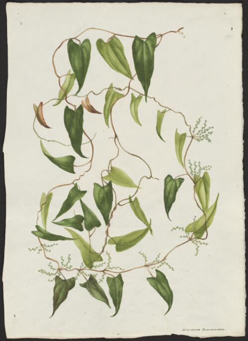 Diosorea transversa [picture] / A. Forster