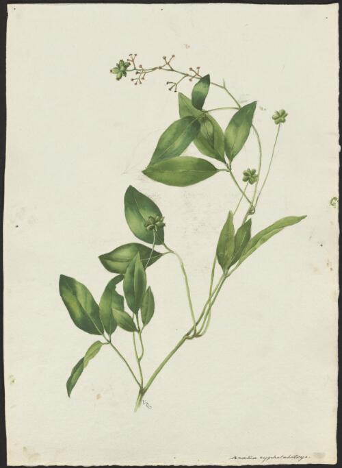 Aralia cyphelabotrys [picture] / A. Forster