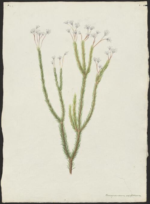 Conospermum ericifolium [picture] / A. Forster
