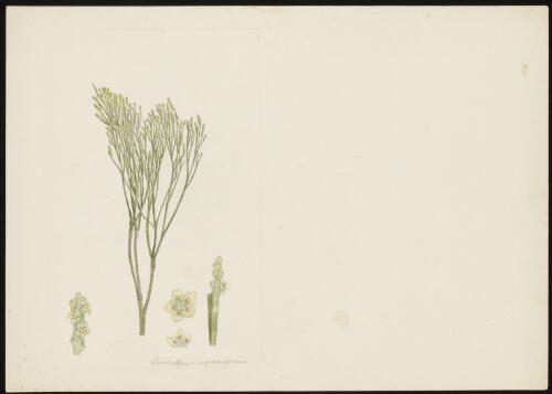 Exocarpus [i.e. exocarpos] cupressiformis [picture] / [Robert David FitzGerald]