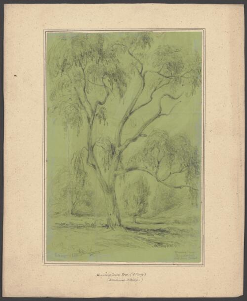 Weeping gum tree, Dandenong, P. Phillip [picture] / [William Swainson]