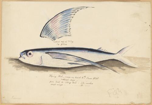 Flying fish, natural size, came on board 6th June, 1838 [picture]