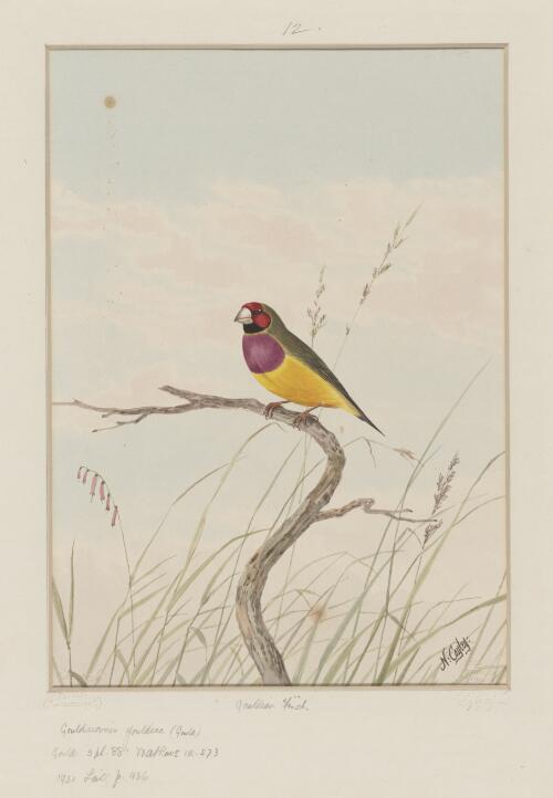 Gouldian finch [picture] / N. Cayley