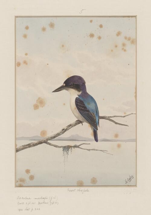 Forest kingfisher [picture] / N. Clayley
