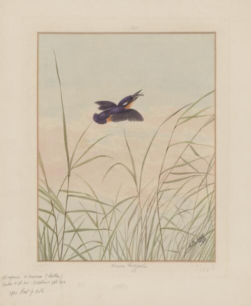Azure kingfisher [picture] / Neville Cayley