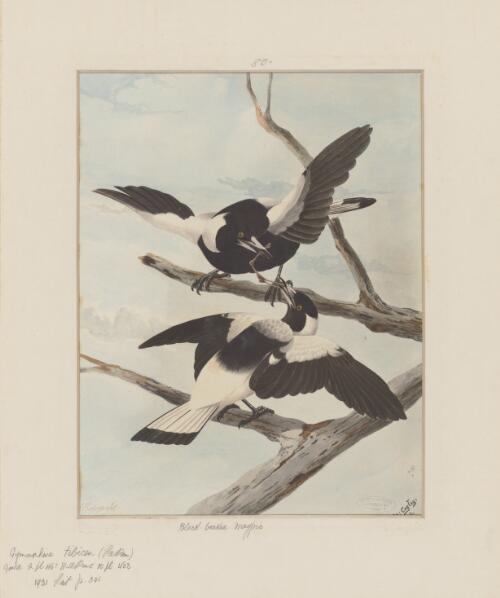 Black-backed magpies [picture] / Neville Cayley