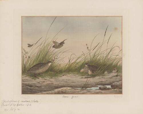 Brown quail [picture] / Neville Cayley
