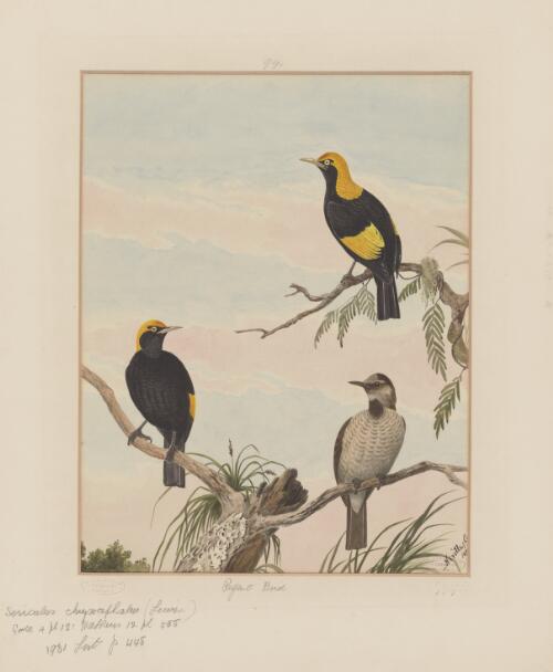 Regent bird [picture] / Neville C[ayley]