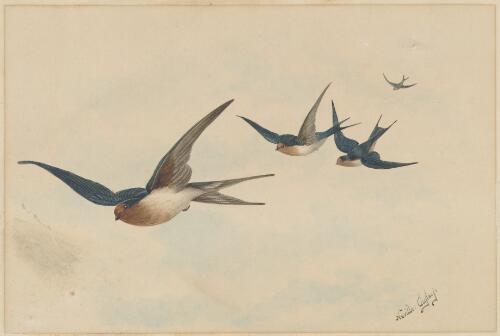 [Swallows in flight] [picture] / Neville Cayley
