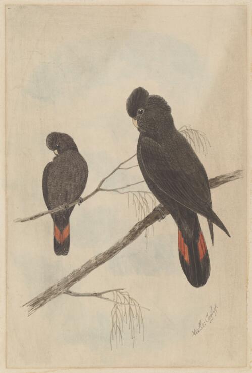[Black cockatoos] [picture] / Neville Cayley