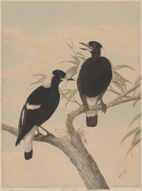 [Magpies] [picture] / Neville Cayley