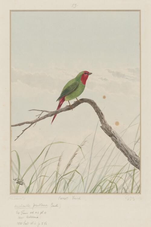 Parrot finch [picture] / N. Cayley