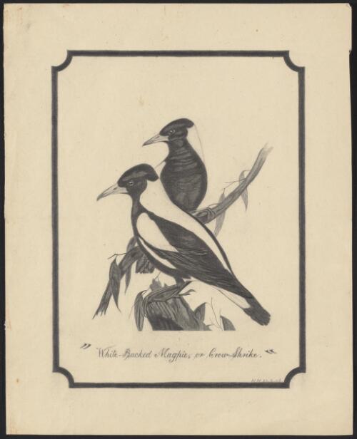 White-backed magpie or Crow-shrike [picture] / H.H