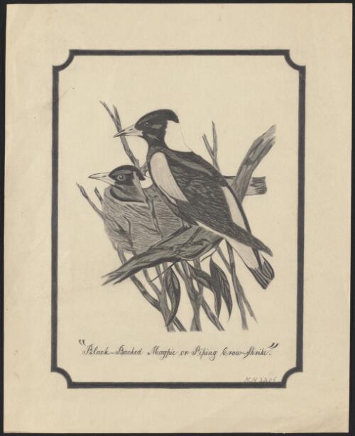 Black-backed magpie, or Piping crow-shrike [picture] / H. H