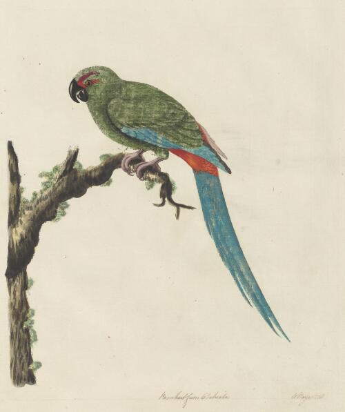 Parakeet [i.e. parrakeet] from Otaheite [picture] / W. Hayes