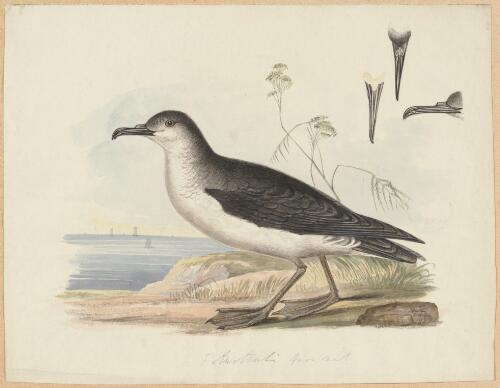 P. [i.e. Puffinus] australis [picture] / H. Smith Broseley