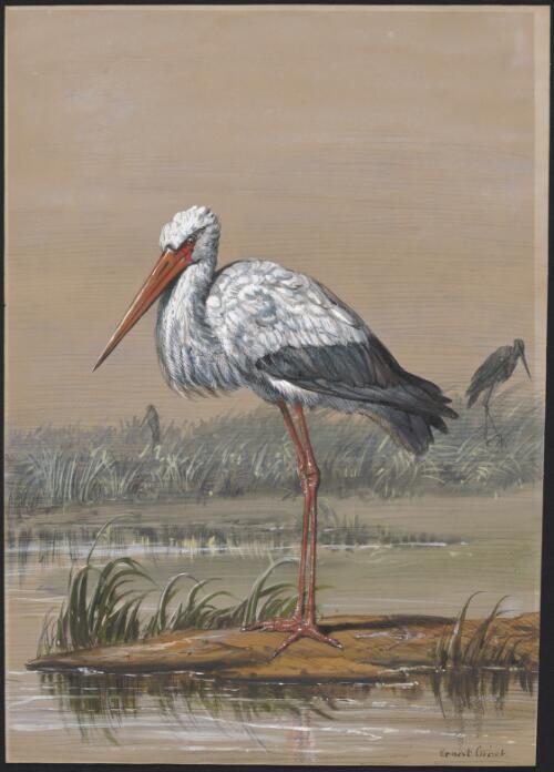 [Common stork] [picture] / Ernest Griset