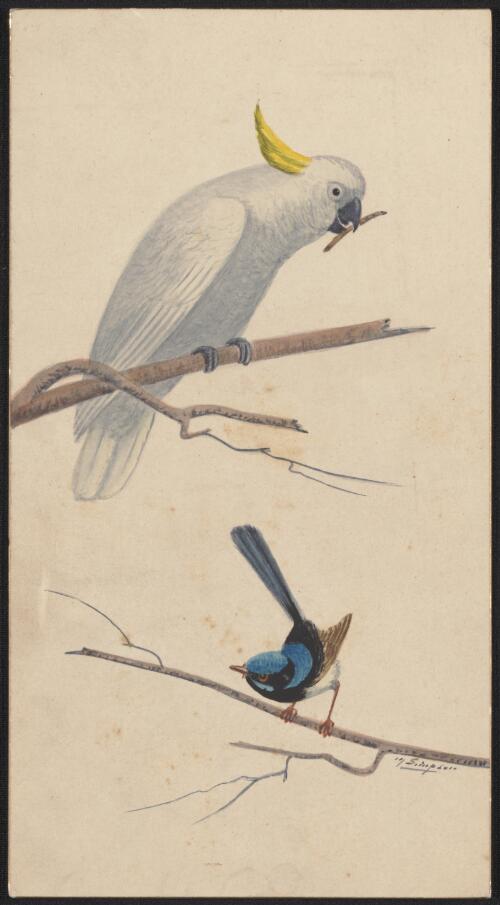 [White cockatoo and blue wren] [picture] / N. Simpson