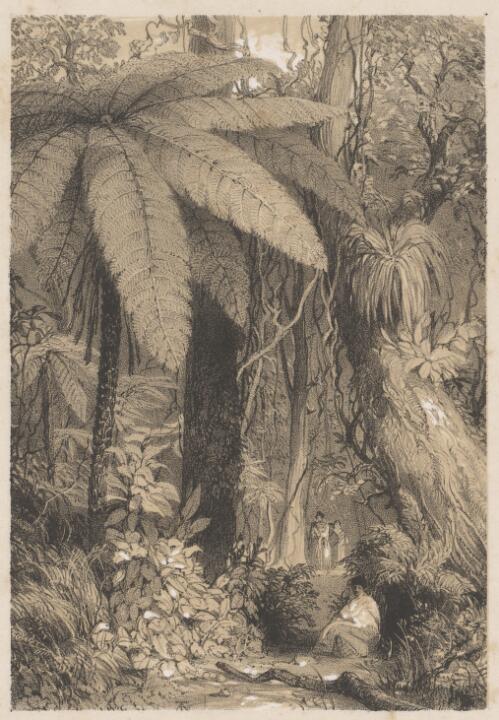 Scene in a New Zealand forest near Waipa [picture] / George French Angas del.; Day & Haghe, lithrs. to the Queen