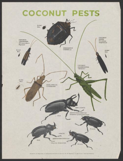 Coconut pests [picture] / Printed by the Department of Information and Extension Services for the Department of Agriculture, Stock and Fisheries