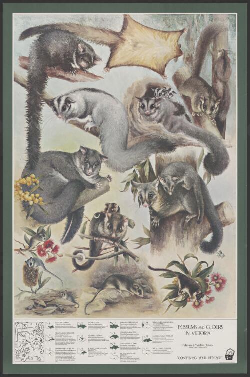 Possums and gliders posters [picture] / Ninon Phillips
