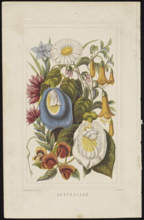 [Australian wildflowers] [picture] / J.M. Kronheim & Co