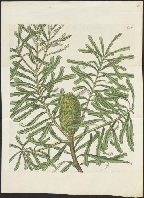 [Banksia canei or Mountain banksia] [Picture]/ [Joseph Swan]