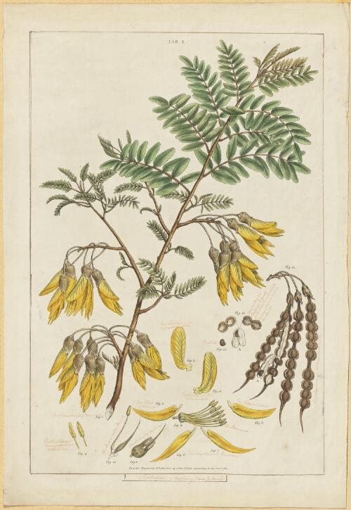 Sophora, a native of New Zealand [picture] / painted, engraved & published by John Miller