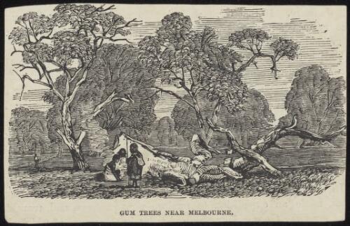 Gum trees near Melbourne [picture]