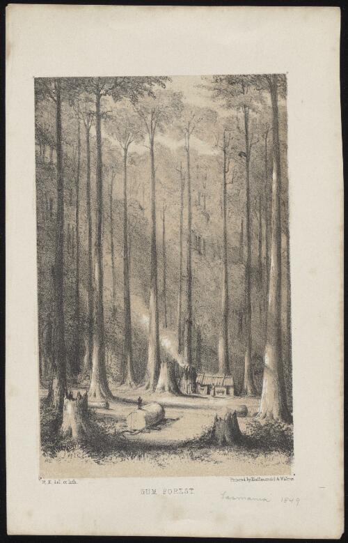 Gum forest [picture] / R.E. del. et lith