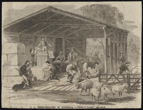 Sheep-shearing in Australia [picture] / drawn by Calvert