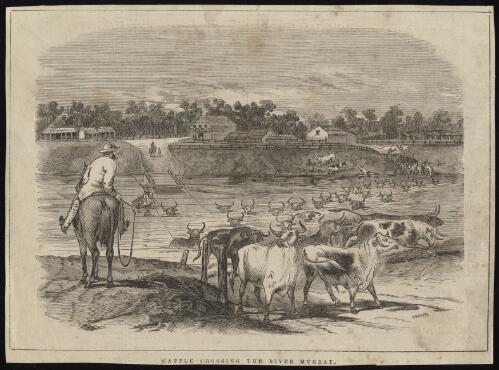 Cattle crossing the River Murray [picture] / Grosse