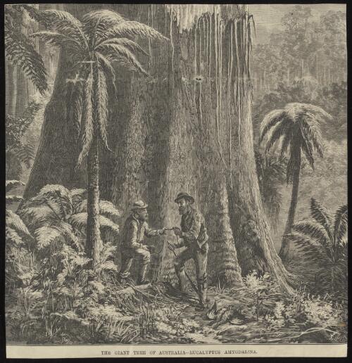 The giant tree of Australia, Eucalyptus amygdalina [picture] / S. Calvert; J.W.C