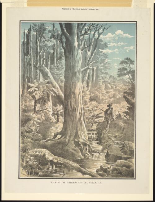 The gum trees of Australia [picture] / Alf Scott Broad