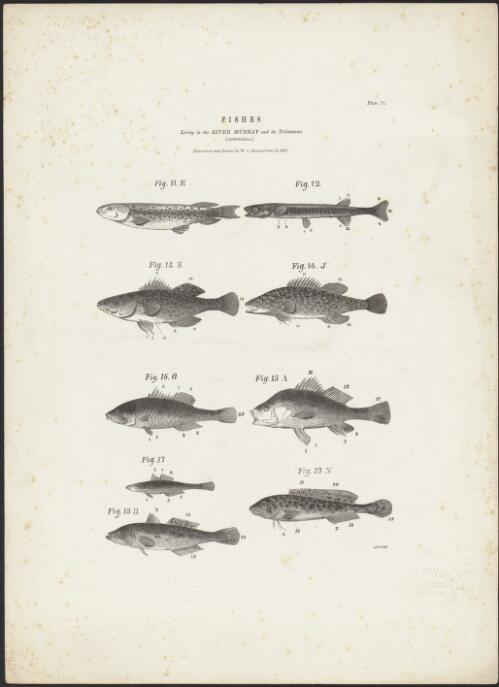Fishes living in the River Murray and its tributaries, Australia, discovered and drawn by W. v. Blandowski in 1857 [picture] / Grosse