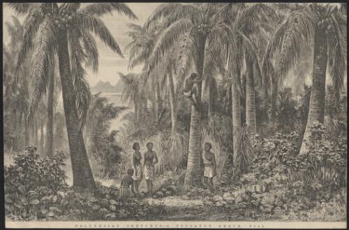 Polynesian sketches, a cocoanut [sic] grove, Fiji [picture] / J.W.C.; F.A. Sleap