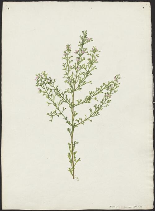 Boronia anemonifolia [picture] / A. Forster