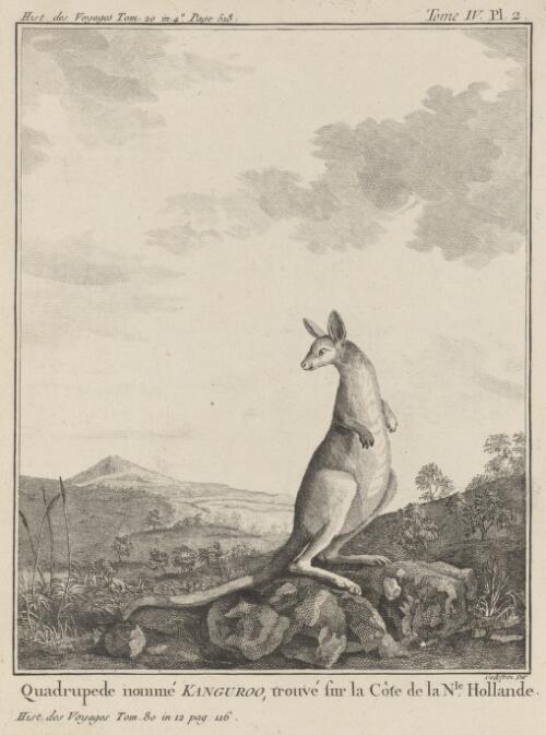 Quadrupede nomme kanguroo [i.e. kangaroo] trouve sur la cote de la Nle. Hollande [picture] / Godefroi dir