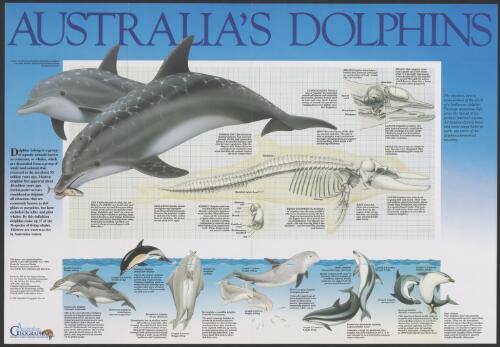 Australia's dolphins [chart] / design by Lawrence Hanley ; research and text by Ian Close ; artwork by Peter Schouten and Rod Scott