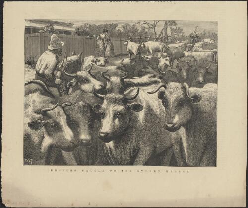 Driving cattle to the Sydney market [picture] / W.F.; S.C
