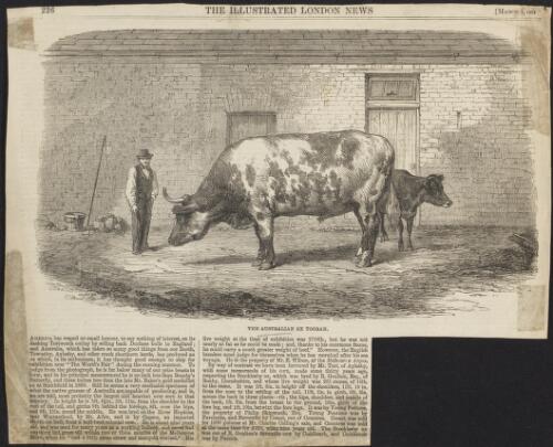 The Australian ox, Tooran [picture]