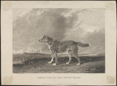 Native dog of New South Wales [picture] / A. Cooper; Wm. Smith sculpt