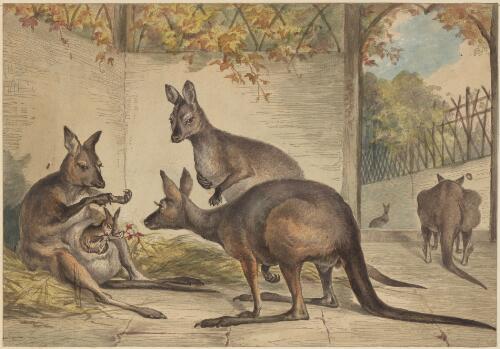 Kangaroos in captivity [picture] / P.R
