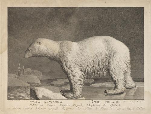 Ursus maritimus = L'ours polaire [picture] / dessine par Marechal; grave par Miger