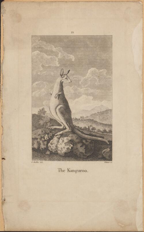 The kanguroo [i.e. kangaroo] [picture] / G. Stubbs del.; Warner sc