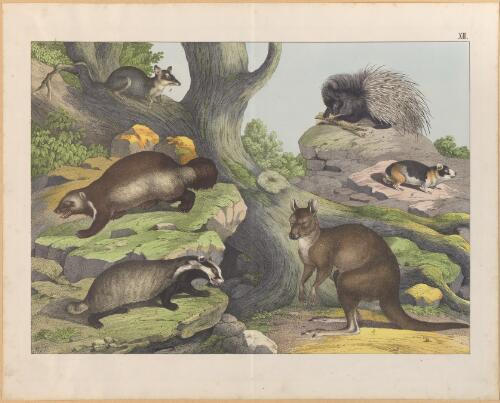 [Rat, badger, otter, kangaroo, porcupine and guinea pig] [picture]