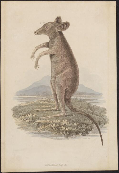 [Kangaroo rat [picture] / drawn and engrav'd by T.L. Busby