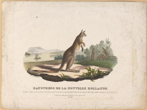 Kanguroo [i.e. kangaroo] de la Nouvelle Hollande [picture] / dessine par P. Oudart; lith. de F. Noel