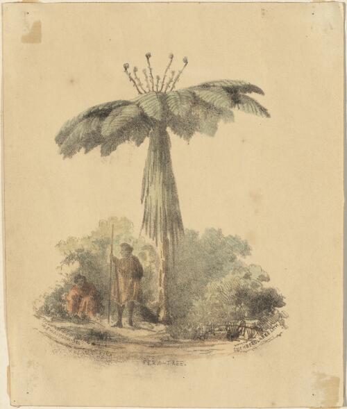 Fern tree [picture] / W. Swainson del.; Cuthbert Clarke lith